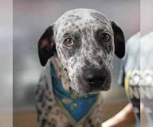 Mutt Dogs for adoption in San Antonio, TX, USA