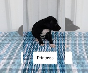 Mountain Cur Puppy for sale in CLARKRANGE, TN, USA