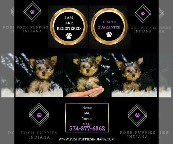 Medium Photo #39 Yorkshire Terrier Puppy For Sale in WARSAW, IN, USA
