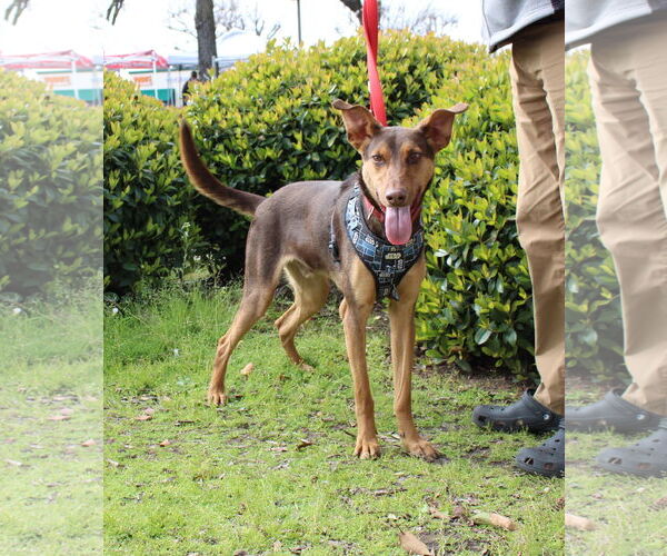 Medium Photo #5 Doberman Pinscher-Unknown Mix Puppy For Sale in Yuba City, CA, USA