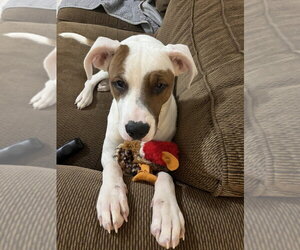Alosa - Female Mutt Dog for Adoption - Photo #8
