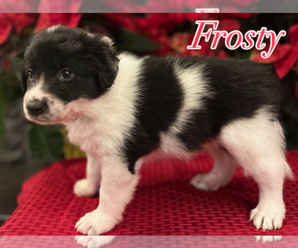Medium Photo #4 Border Collie Puppy For Sale in CAMAS, WA, USA