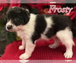 Small #3 Border Collie