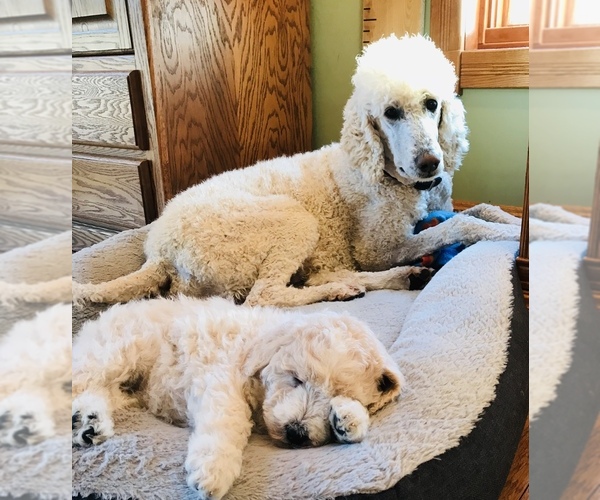 Medium Photo #1 Poodle (Standard) Puppy For Sale in NEWFOLDEN, MN, USA