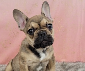 French Bulldog Puppy for sale in BLAKESBURG, IA, USA
