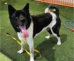 Small Akita Mix