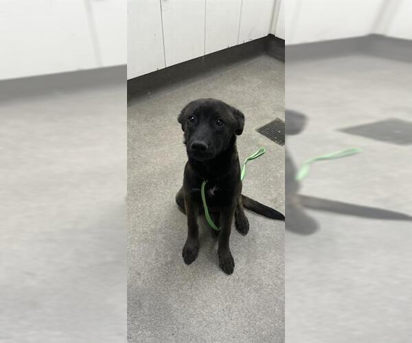 Medium Photo #1 German Shepherd Dog-Unknown Mix Puppy For Sale in HESPERIA, CA, USA
