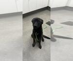 Small German Shepherd Dog Mix