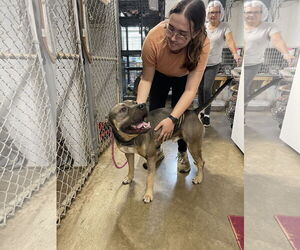 American Pit Bull Terrier-Unknown Mix Dogs for adoption in Kewanee, IL, USA