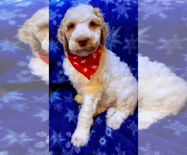 Medium Photo #1 Goldendoodle Puppy For Sale in DAVISON, MI, USA