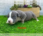 Small #3 American Bully