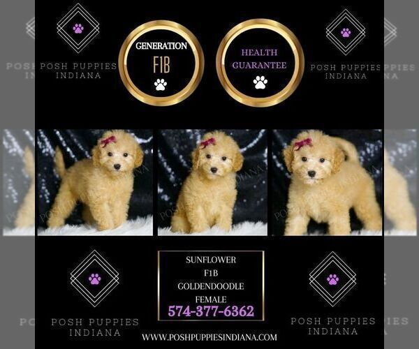 Medium Photo #5 Goldendoodle (Miniature) Puppy For Sale in WARSAW, IN, USA