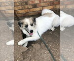 Small #11 Great Pyrenees