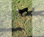 Beautiful Black - Female Doberman Pinscher Puppy for Sale - Photo #5