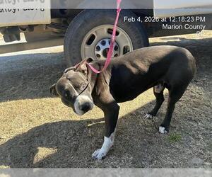 American Pit Bull Terrier Dog for Adoption in Ocala, Florida USA
