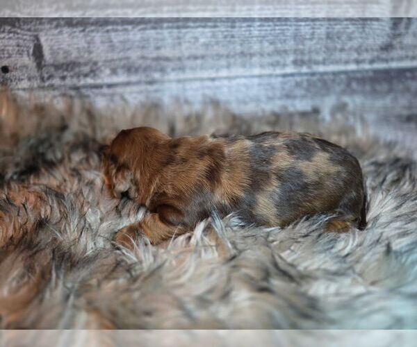 Medium Photo #3 Dachshund Puppy For Sale in NEOSHO, MO, USA