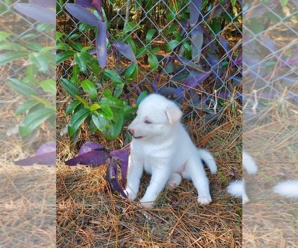 Medium Photo #17 Siberian Husky Puppy For Sale in BROOKSVILLE, FL, USA