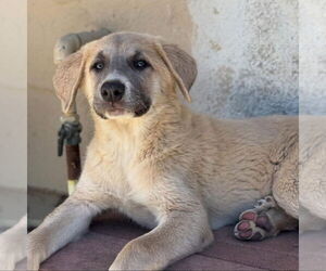 Athena - Female Anatolian Pyrenees Dog for Adoption - Photo #4