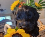 Puppy Puppy 4 Goldendoodle