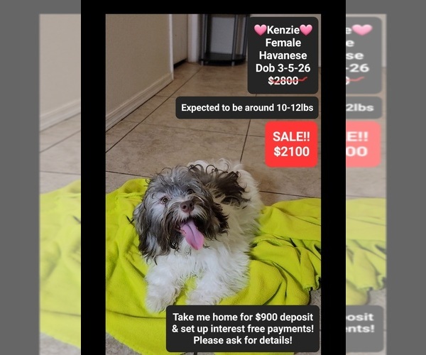 Medium Photo #1 Havanese Puppy For Sale in TUCSON, AZ, USA