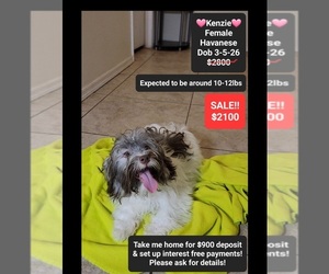 Havanese Puppy for sale in TUCSON, AZ, USA