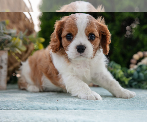Medium Photo #4 Cavalier King Charles Spaniel Puppy For Sale in GOSHEN, IN, USA