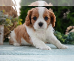 Small #3 Cavalier King Charles Spaniel