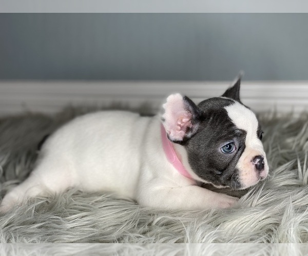 Medium Photo #4 French Bulldog Puppy For Sale in HOLLISTER, CA, USA