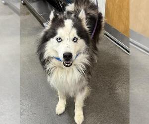 Alaskan Malamute Dogs for adoption in Forestville, MD, USA