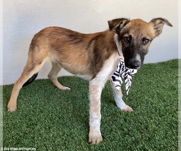 Medium Photo #4 Mutt Puppy For Sale in San Diego, CA, USA