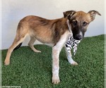 Small #3 Mutt