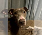 Small #1 Mutt