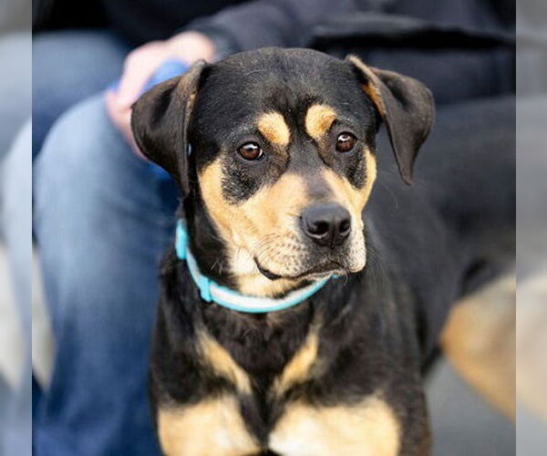 Medium Photo #4 Mutt Puppy For Sale in Garner, NC, USA