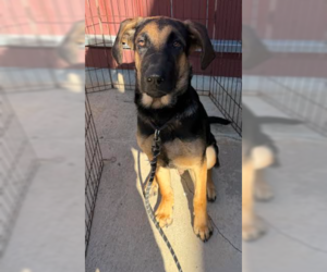 Buster - Male German Shepherd Dog-Great Dane Mix Dog for Adoption - Photo #3
