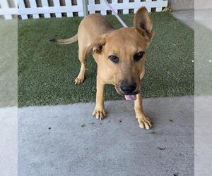 German Shepherd Dog-Unknown Mix Dogs for adoption in Modesto, CA, USA