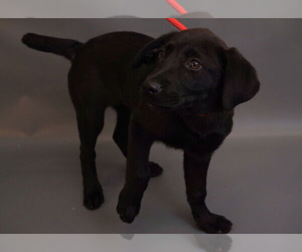 Medium Photo #6 Labrador Retriever-Unknown Mix Puppy For Sale in Princeton, MN, USA
