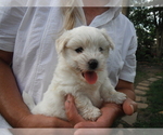 Small Photo #1 Coton de Tulear Puppy For Sale in COLUMBIA, MO, USA