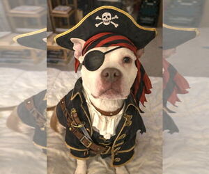 Mutt Dogs for adoption in Rockville, MD, USA