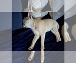 Small Photo #89 Pomsky Puppy For Sale in LOVELAND, CO, USA