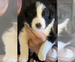Puppy Pheonix Border Collie