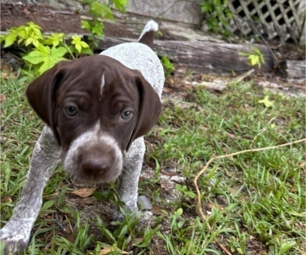 Medium Photo #5 German Shorthaired Pointer-German Wirehaired Pointer Mix Puppy For Sale in DEFUNIAK SPRINGS, FL, USA
