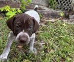 Small Photo #35 German Shorthaired Pointer-German Wirehaired Pointer Mix Puppy For Sale in DEFUNIAK SPRINGS, FL, USA