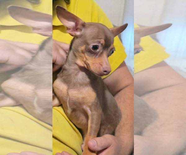 Medium Photo #2 Chihuahua-Unknown Mix Puppy For Sale in Minneapolis, MN, USA