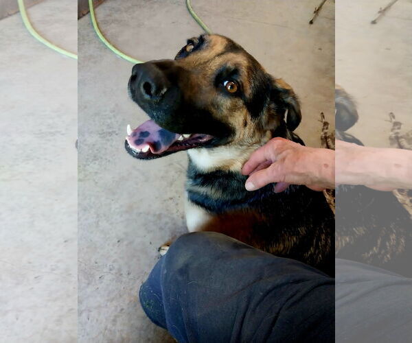 Medium Photo #5 Shepradors Puppy For Sale in Albany, OR, USA