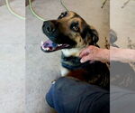 Small #4 Shepradors