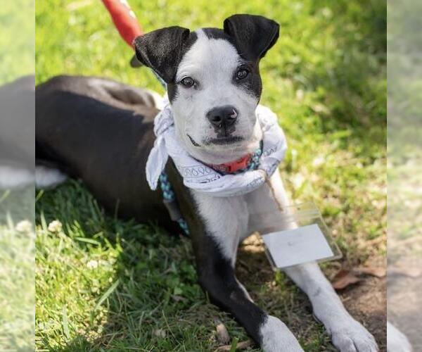 Medium Photo #31 Boxer-Unknown Mix Puppy For Sale in San Diego, CA, USA