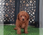 Small #2 Poodle (Miniature)