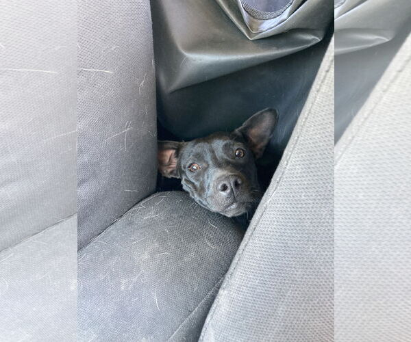 Medium Photo #16 Labrador Retriever-Unknown Mix Puppy For Sale in San Diego, CA, USA