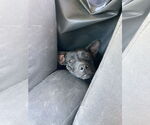 Small #15 Labrador Retriever Mix