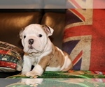 Small #7 English Bulldog